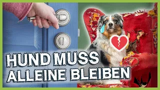 Tipps wie du deinem Hund das ALLEINE BLEIBEN einfacher machst!