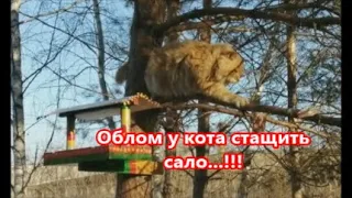 Облом у Кота стащить сало...!!!