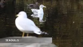 A documentary film on seagulls and mallard ducks