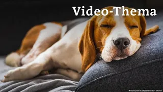 Deutsch lernen mit Videos | Von den Träumen der Tiere | mit deutschen Untertiteln