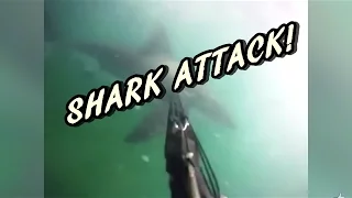 Great White Shark Attack Caught on GoPro (The Boring Reactors)