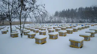 Beekeeping. Рождественская зарисовка.