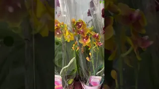 Орхидеи в наличии, отправка по России почтой и сдек. Страсти по орхидеям группа в Вк
