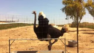 страусиный танец  ריקוד החיזור של יען ostrich dance