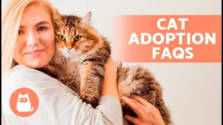 How and Where to ADOPT a CAT 🐱 (Requirements, Price and Frequently Asked Questions)