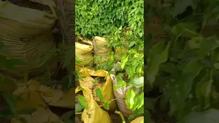 How to apply organic fertilizer on yam cultivated in sacks