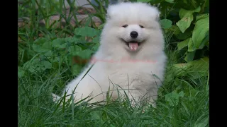 How He Came to Be "Dolby": SAMOYED PUPPY Naming Stream (WAYNERADIOTV)