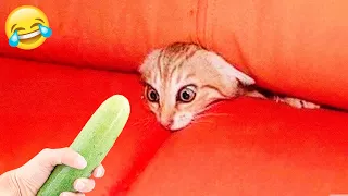 Funniest Animals 🤩 New Funny Cats and Dogs Videos 😺🐶 Part 2