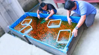 From Eggs to 2 weeks old fry ( CULLING GOLDFISH ) - Selecting the best Quality Goldfish fry!