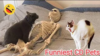 Try Not To Laugh 🤣Funny Cat Videos 2023| Funniest Animals 2023😸Best Cat and Dog Videos 2023 Part 31