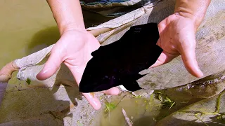 DUVIDARAM QUE EU IRIA CONSEGUIR PEGAR ESSE PEIXE NO TANQUE - VEJAM AS ESPÉCIES CAPTURADAS NO FINAL