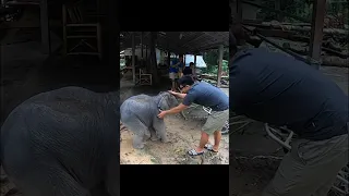 I tickle baby elephant and he got angry