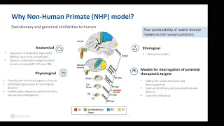 Overcoming Challenges in Preclinical NHP and Large Animal Studies for AAV-Based Gene Therapy