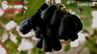 Виноградник Прилепко. Обзор сортов винограда сезона осень 2021