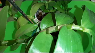 Щитовка на Орхидее | Как Обработать Орхидею от Щитовки | Dendr.Nobile