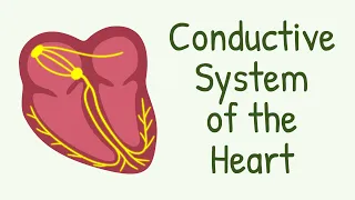 Conductive System of The Heart || AV Node, Bundle of His, Purkinje Fibers