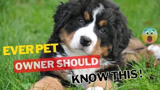 12 Harmful Things You Do to Your Dog Without Realizing It | Every Dog Owner Should Know This