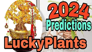 Mga Swerteng Halaman sa Year-2024? # #predictions #swerte