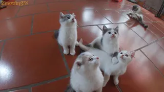 Play with 5 kittens using the feathered fishing rod