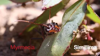 Simillima Bull Ants | A short Documentary