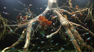 AMAZON BIOTOPE TANK - Altum Peru Scalare Rio Nanay + Paracheirodon simulans / axelrodi / innesi