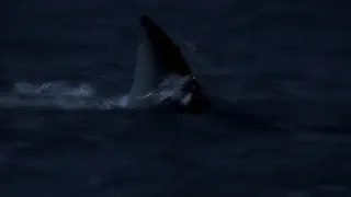 Malibu Shark Attack (Part 3) End