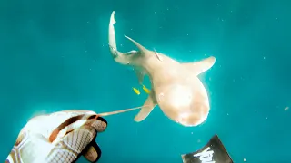 Shark Tries To Get Me After Eating My Fish (Living From The Ocean)