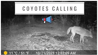 Pair of Coyotes Calling (Trail Cam Video)