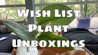 Wishlist Plant Unboxing  Houseplant Haul Tropical Plant Mail Hoya Scindapsus  Philodendron