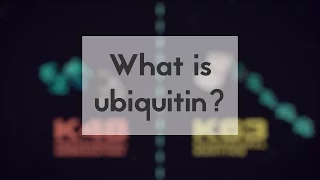 What is ubiquitin?