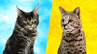 Savannah Cat vs Maine Coon - What Are the Differences?