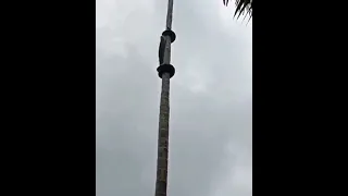 Snake Climbing on the tree