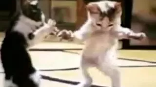 Arapça şarkı ile dans eden kediler 2