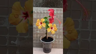 Easy and new technique How to grafting hibiscus flower plant at home #shorts #hibiscusplant