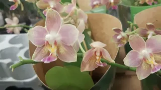 13.05.2022г.  Обзор орхидей и горшков для орхидей в с/ц Мир цветов.