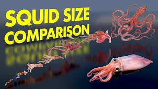 GIANT Squid Size COMPARISON | 3D