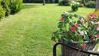 САД МЕЧТЫ без Дизайнера  🌳🌲САМЫЕ УДАЧНЫЕ композиции из МНОГОЛЕТНИКОВ в Моём Саду #ландшафтныйдизайн