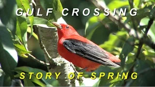 Gulf Crossing: Story of Spring