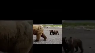 Bears In America Vs Bears In Russia