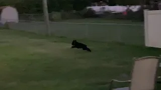 Shelby The Standard Schnauzer Outside Zoomies At Dawn