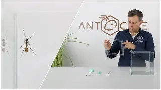 ANTCUBE - Ant breakout protection