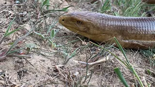 Ящерица Желтопузик (Pseudopus apodus). 25 марта 2023. Дагестан