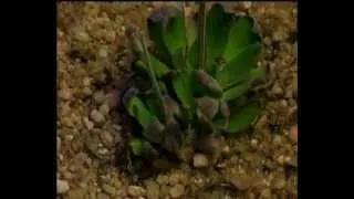 Resurrection Plant Video 2 - Professor Jill Farrant, UCT.