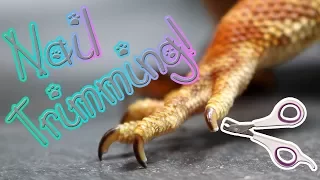 How To Trim Your Bearded Dragon's Nails