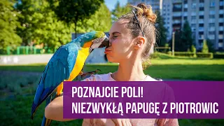 Papuga Poli z Katowic Piotrowic. Ara hodowana w domowych warunkach