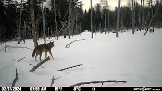 2/17/24 7:59 coyotes