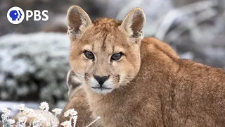 Mother Puma Teaches Daughter How to Hunt