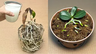 Just 1 Cup Makes All Rotten Orchids Instantly Revive In This Very Easy Way