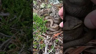 Tail-vibrating behavior in the Smooth snake (Coronella austriaca), Ticino Switzerland.