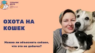 Собака гоняет кота или что делать с охотничьим инстинктом собак.